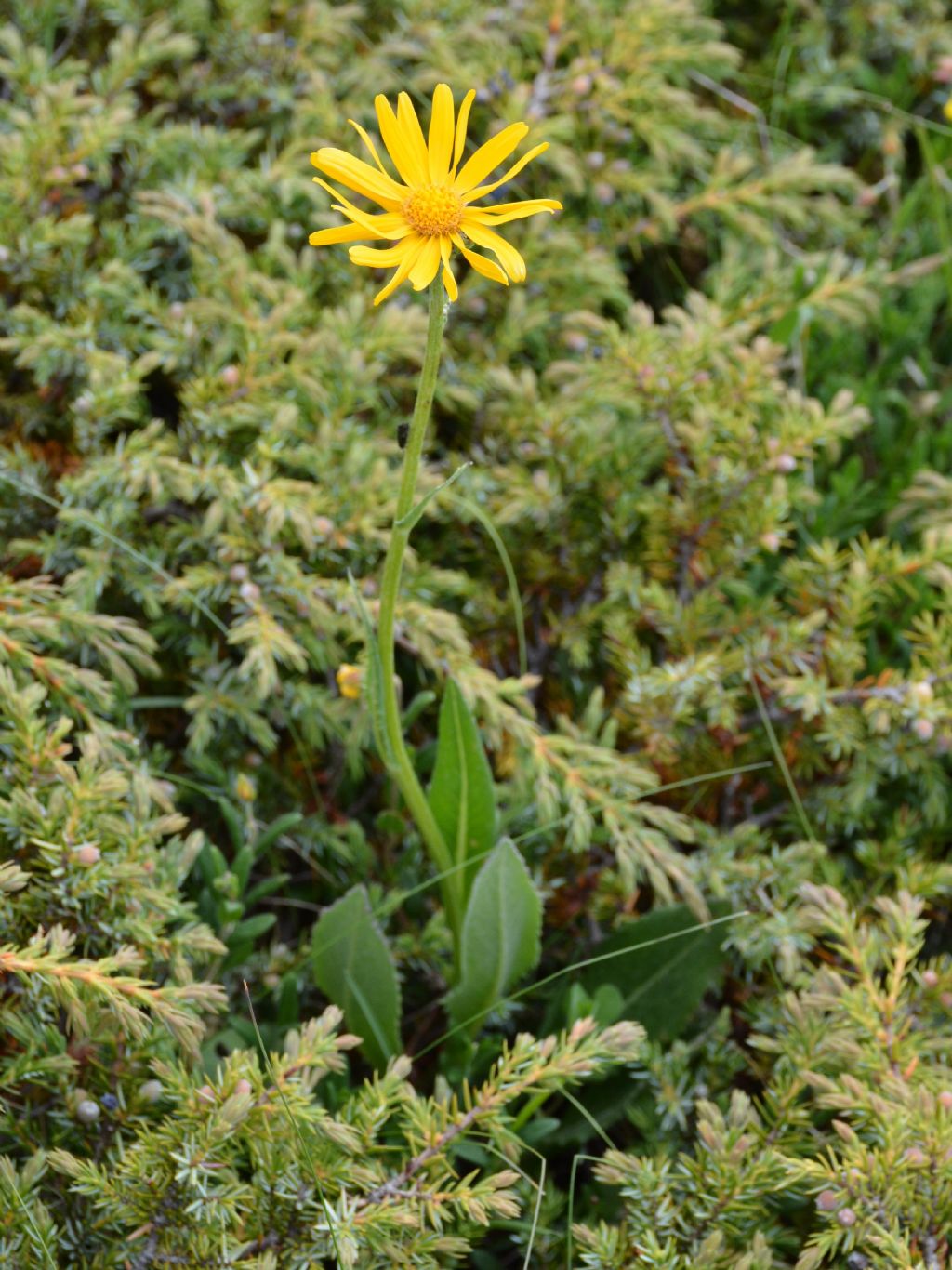 Senecio doronicum